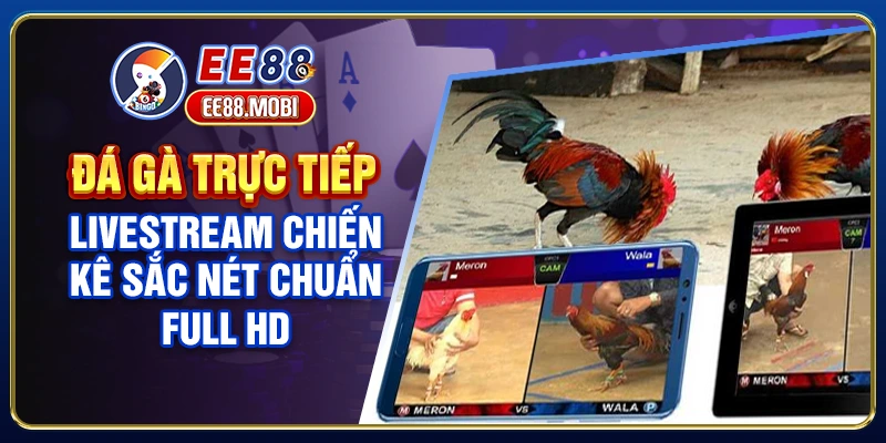 Đá Gà Trực Tiếp - Livestream Chiến Kê Sắc Nét Chuẩn Full HD
