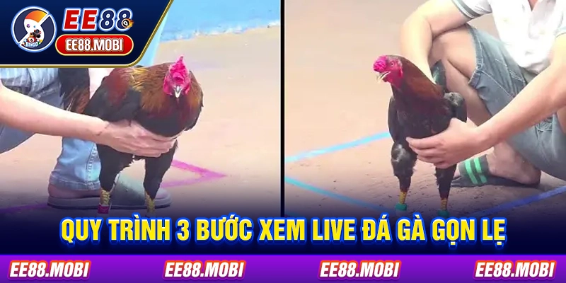 Quy trình 3 bước xem live đá gà gọn lẹ